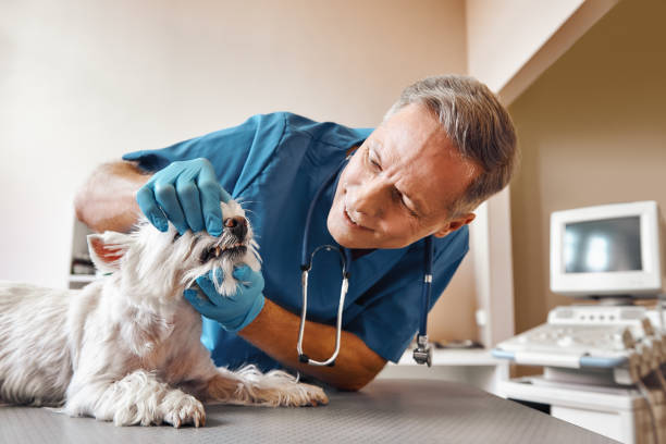 Best Emergency Denture Repair in Tignall, GA